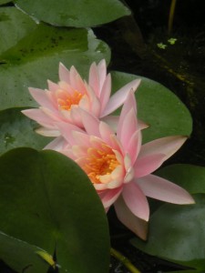 Lotus2
