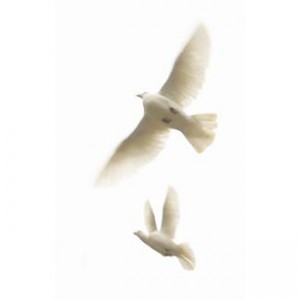 Two flying doves